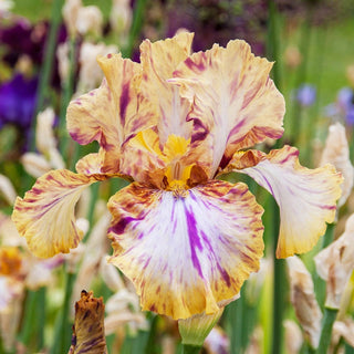 Toucan Tango Bearded Iris Seeds