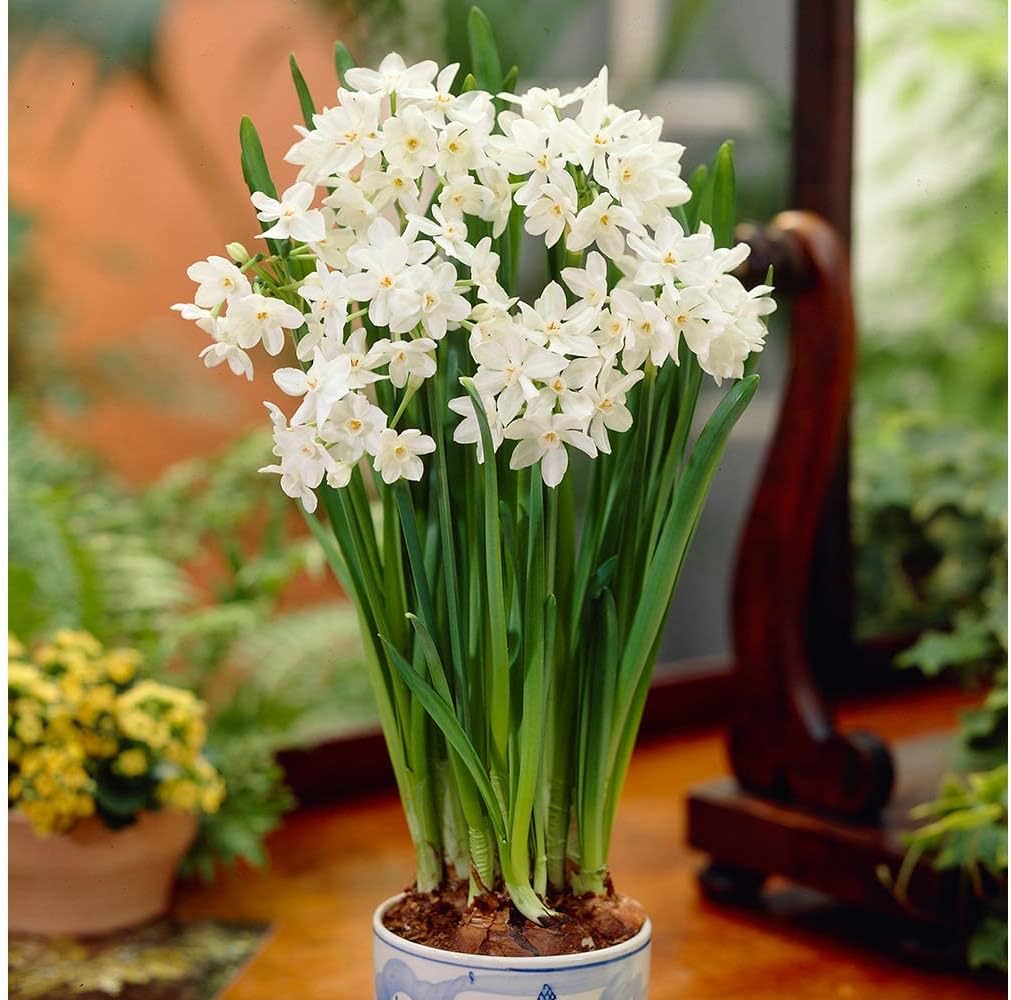 Daffodil Paperwhite Ziva White Bulb