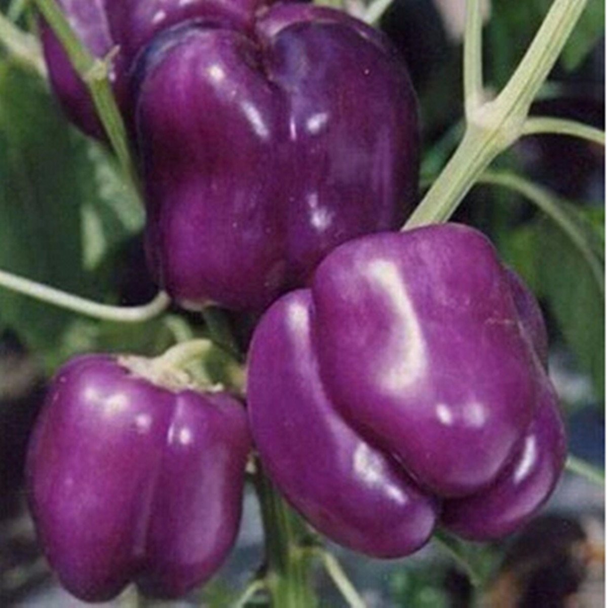 Capsicum- Purple Beauty