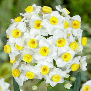 Avalanche Daffodil Seeds