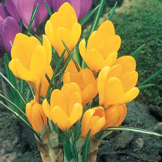 Yellow Mammoth Giant Dutch Crocus Seeds