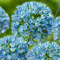 Zamin Allium Seeds