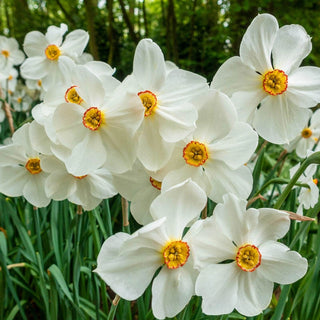 Actaea Daffodil Seeds