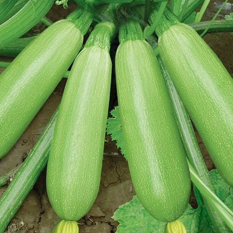 Zucchini Seeds