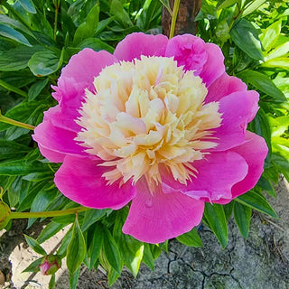 Bowl of Beauty Peony