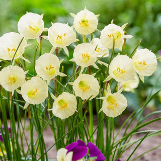 Arctic Bells Daffodil Seeds