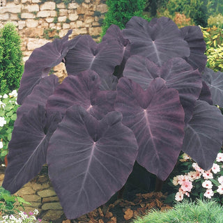 Black Magic Elephant Ear