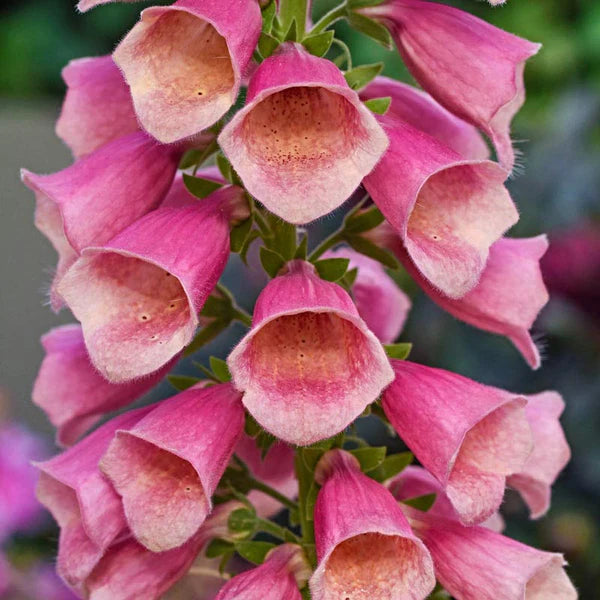 Arctic Fox Rose Foxglove