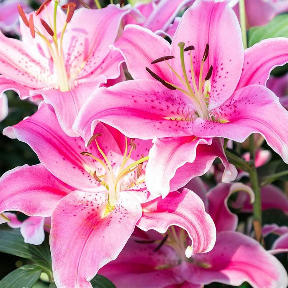 Companion Lily Light Pink Bulbs