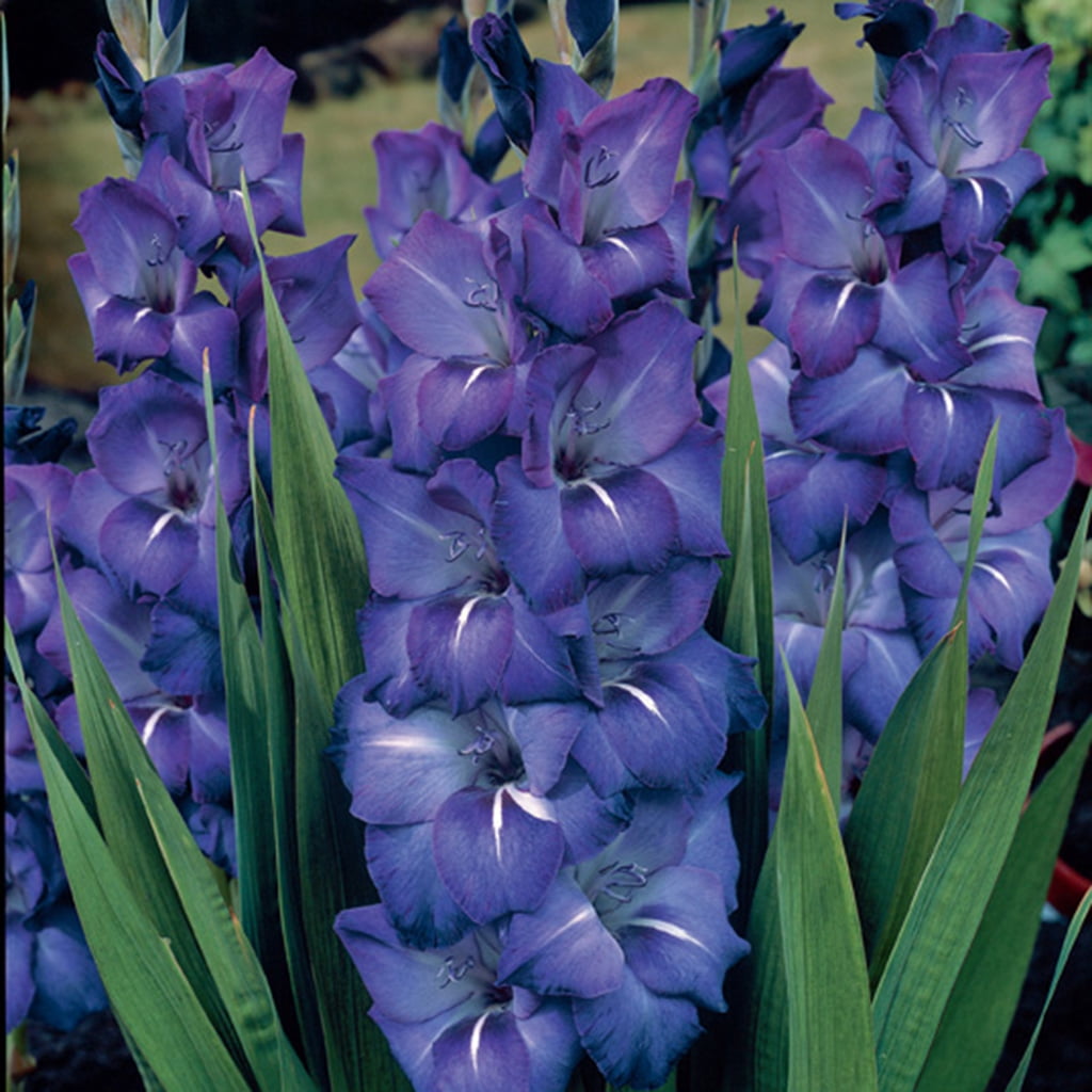 Royal Blue Bulbs