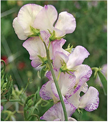 High Scent – Sweet Pea Seed