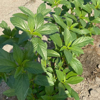 Egyptian Spinach