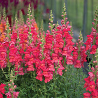 Maryland Flamingo I–II – Snapdragon Seed