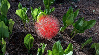 Football Lily Haemanthus Multiflorus Blood Lily Bulbs