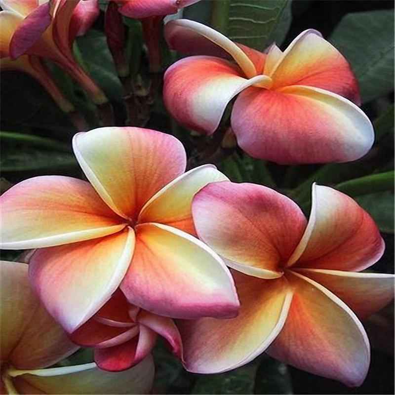 DIY Seeds Hawaiian Frangipani Decorations Flower Seeds