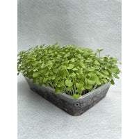 Basil, Genovese – Microgreen Seed