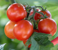 Bolseno – Tomato Seed