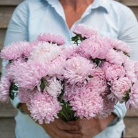 Soufflé Light Pink – China Aster Seed