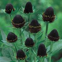 Green Wizard Coneflower