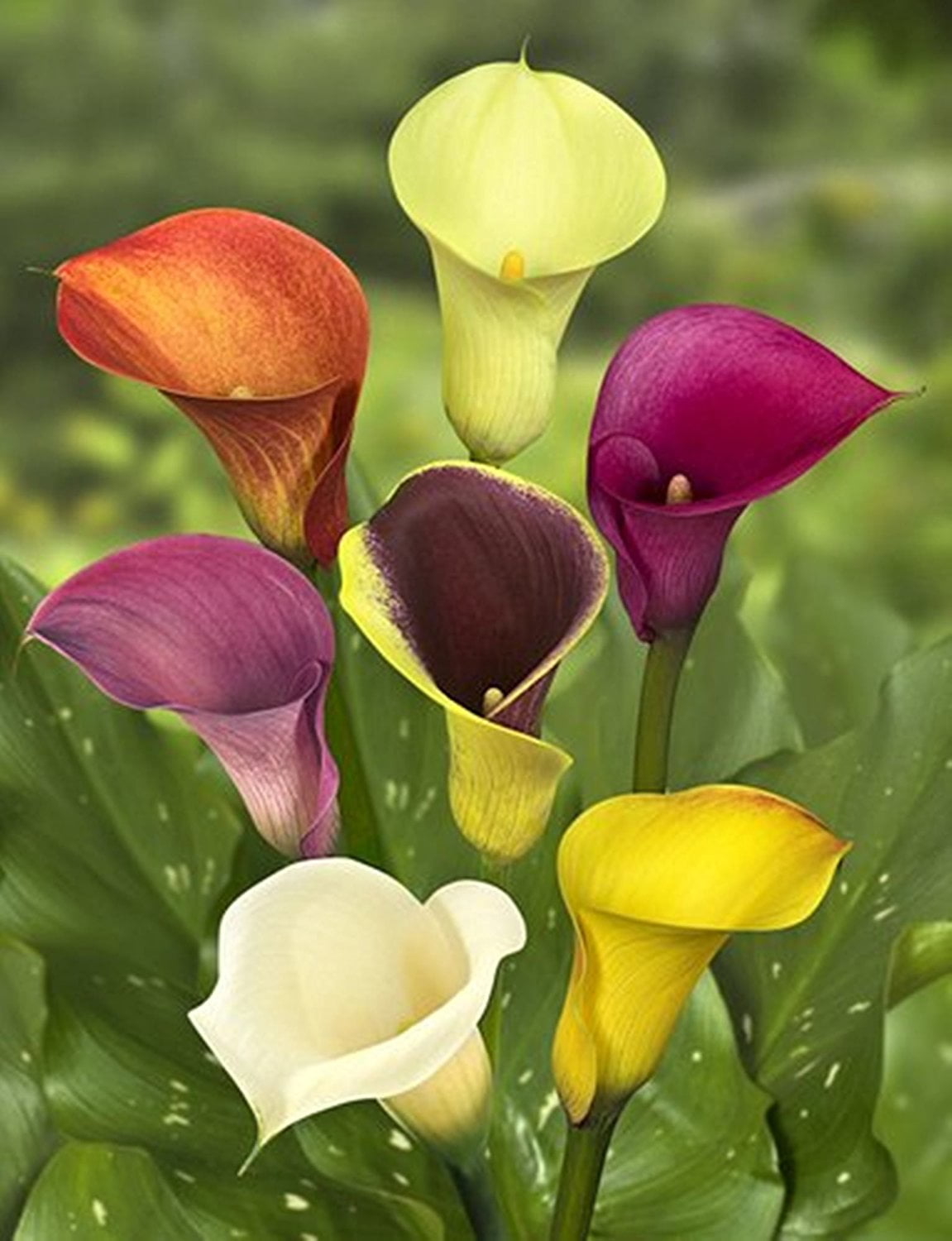 Calla Lily Bulbs