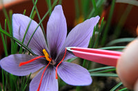 Saffron Bulbs