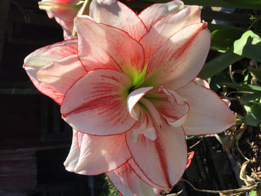 Amaryllis Lily Double White and Pink Bulbs