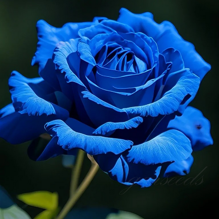 Blue Enchantress Rose Seeds