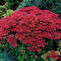 Autumn Joy Sedum