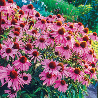 Magnus Coneflower