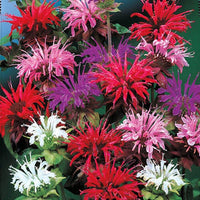 Bee Balm Mixture Super Sak