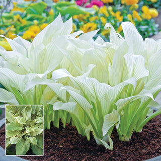 White Feather Hosta Super Sak