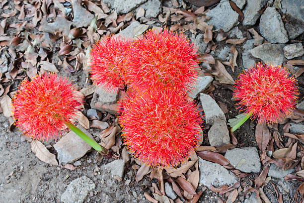 Football Lily Haemanthus Multiflorus Blood Lily Bulbs