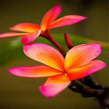 DIY Seeds Hawaiian Frangipani Decorations Flower Seeds