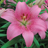 Asiatic Lily Pink Bulb