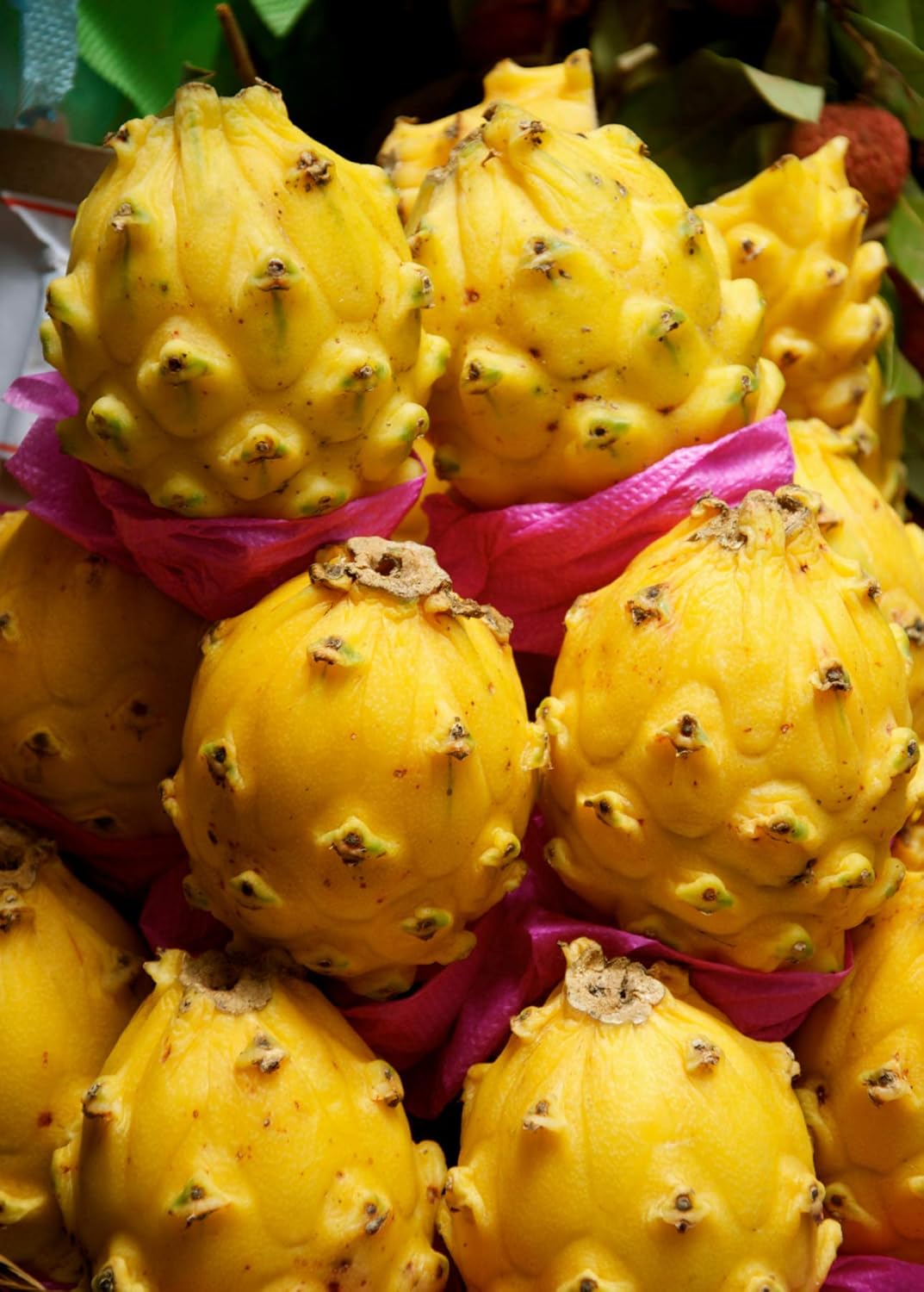 Dragon Fruit- Yellow Megalanthus (Cutting)