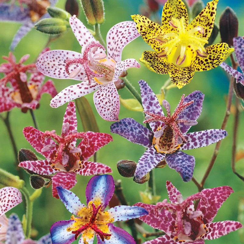 Toad Lily Mixture