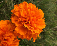 Coco Deep Orange – Marigold Seed