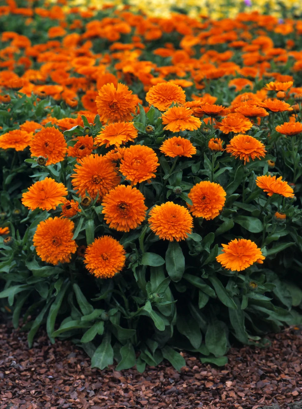 Alpha – Organic Calendula Seed