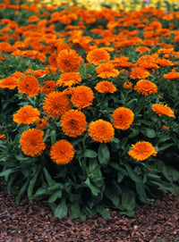 Alpha – Organic Calendula Seed