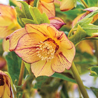 Tropical Sunset Single Hellebore