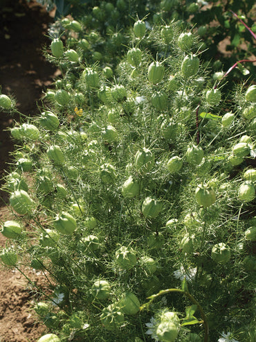 Albion Green Pod – Nigella Seed