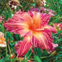 Pink Stripes Reblooming Daylily