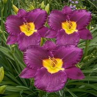 Bela Lugosi Reblooming Daylily