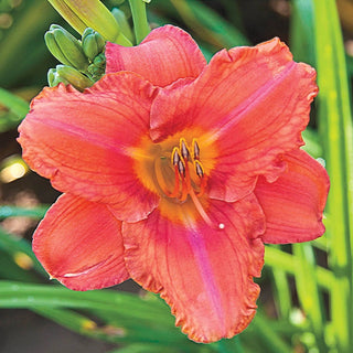 South Seas Reblooming Daylily