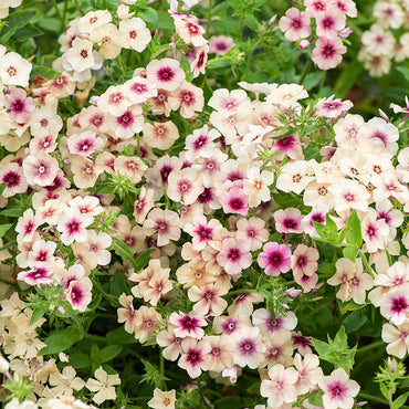 Cherry Caramel – Phlox Seed