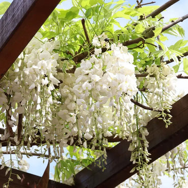 White Wisteria Seeds