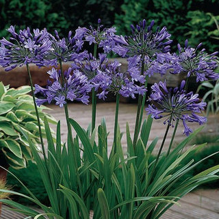 Blue Globe Agapanthus