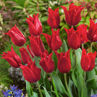 Tulip Pretty Woman Red Bulbs