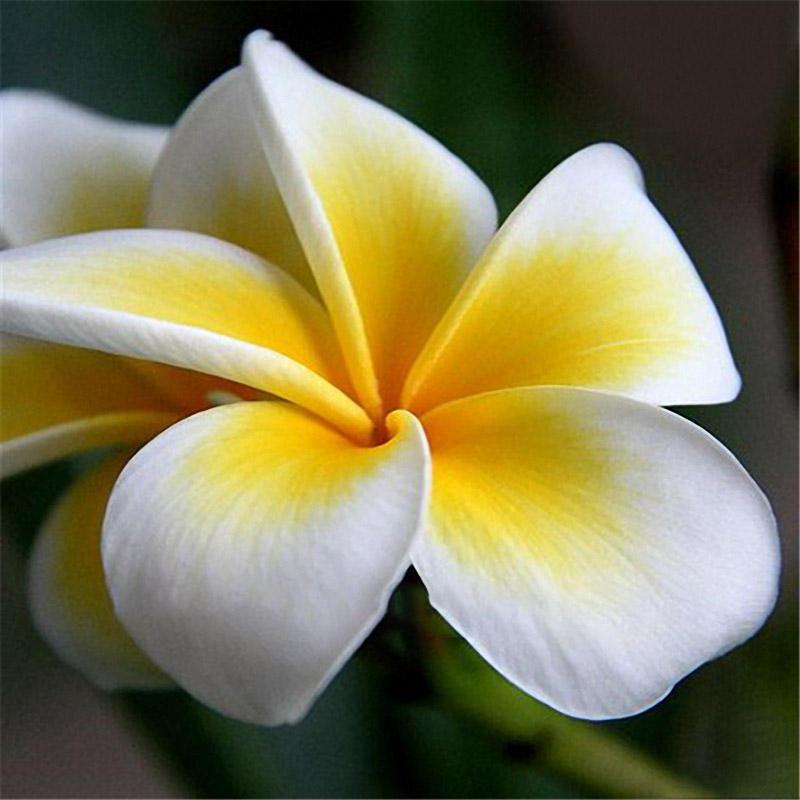 DIY Seeds Hawaiian Frangipani Decorations Flower Seeds