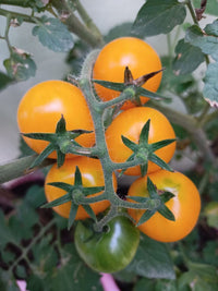 Yellow Mini – Tomato Seed